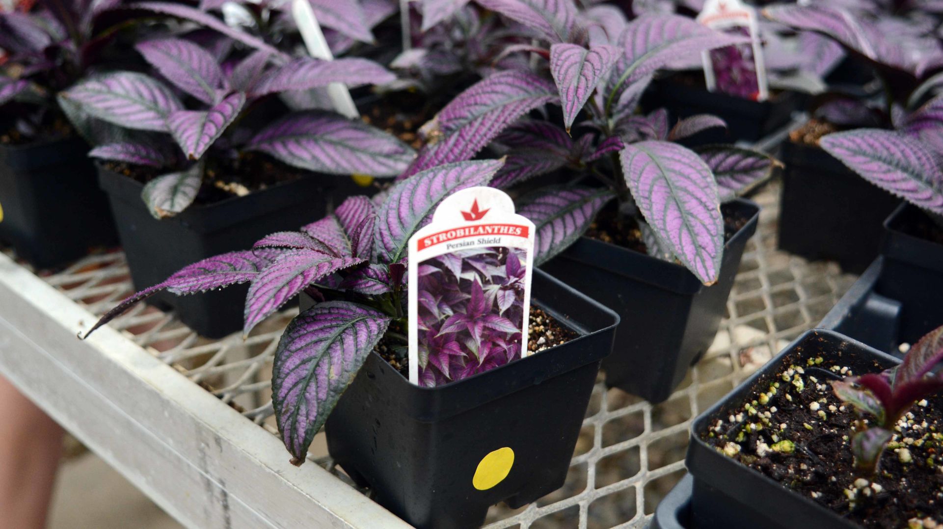 Baraboo High School students prepare for annual plant sale